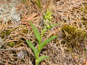 Epipactis phyllanthes - Green-flowered Helleborine - Kal knipprot