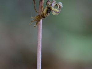 Epipogium aphyllum - Ghost orchid - Skogsfru