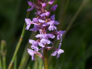 Gymnadenia conopsea - Fragrant Orchid - Brudsporre