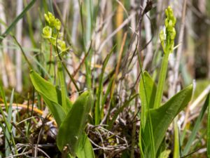 Liparis loeselii - Yellow Widelip Orchid - Gulyxne