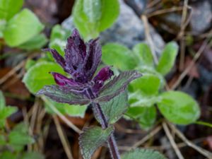Bartsia alpina - Velvetbells - Svarthö