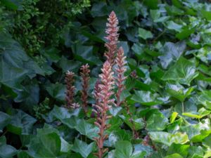 Orobanche hederae - Ivy Broomrape - Murgrönssnyltrot