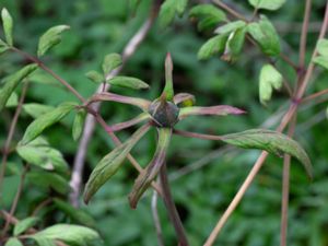 Paeonia suffruticosa - Buskpion
