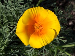Eschscholzia californica - California Poppy - Sömntuta