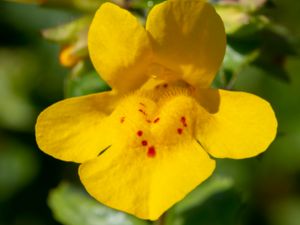 Mimulus guttatus - Seep Monkeyflower - Stor gyckelblomma