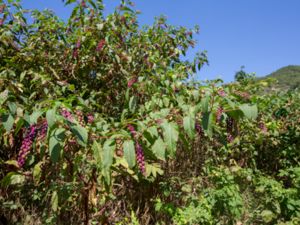 Phytolacca americana - American Pokeweed - Amerikanskt kermesbär