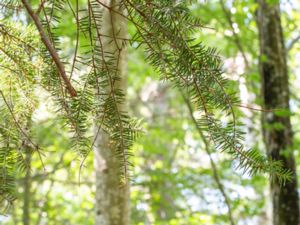 Abies holophylla - Manchurian Fir - Ussurigran