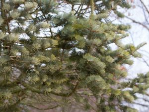 Abies lowiana - Low's Fir - Oregongran