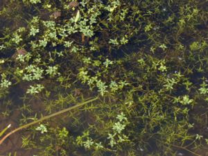 Callitriche - Water-starworts - Lånkar