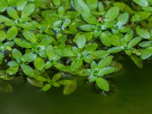 Callitriche platycarpa - Various-leaved Water-starwort - Plattlånke