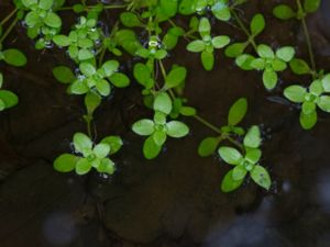 Callitriche stagnalis - Common Water-starwort - Dikeslånke