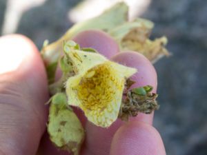 Digitalis grandiflora - Yellow Foxglove - Gul fingerborgsblomma