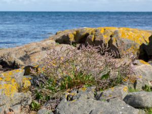 Limonium humile - Lax-flowered Sea-lavender - Bohusmarrisp
