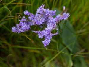 Limonium vulgare - Common Sea-lavender - Marrisp