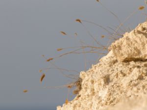 Agropyron cristatum - Crested Wheat Grass - Kamvete