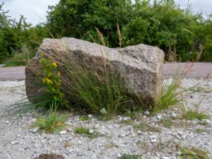Agrostis stolonifera - Creeping Bentgrass - Krypven