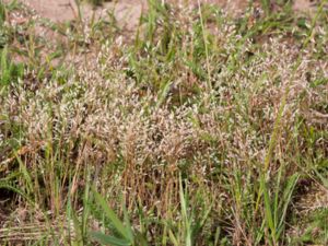Aira caryophyllea - Silvery Hairgrass - Vittåtel
