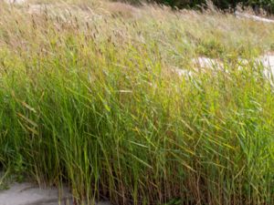 Alopecurus arundinaceus - Creeping Meadow Foxtail - Svartkavle