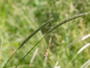Alopecurus pratensis - Meadow Foxtail - Ängskavle