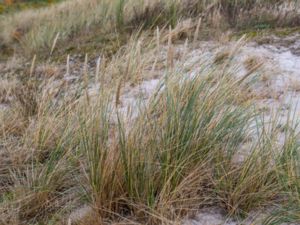 Ammophila arenaria - European Beachgrass - Sandrör
