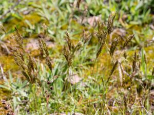 Anthoxanthum odoratum - Spring Grass - Vårbrodd
