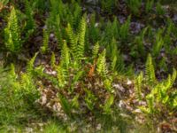 Polypodium vulgare Flisberget, Ronneby, Blekinge, Sweden 20140608_0092
