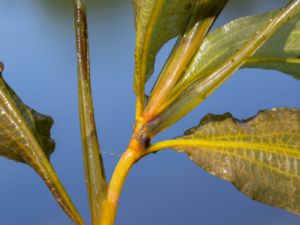 Potamogeton lucens - Shining Pondweed - Grovnate