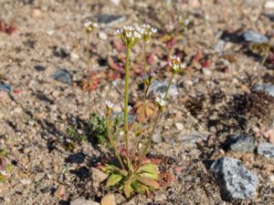 Androsace septentrionalis - Pygmyflower Rock Jasmine - Grusviva