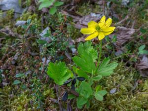 Anemone richardsonii - Yellow thimbleweed