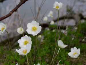 Anemone sylvestris - Snowdrop Anemone - Tovsippa