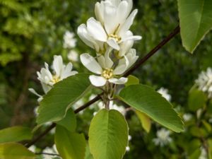 Amelanchier alnifolia - Saskatoon - Sen häggmispel