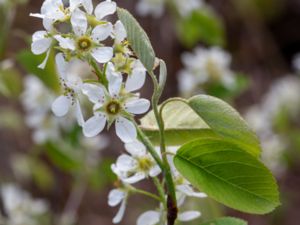Amelanchier spicata - Low Juneberry - Häggmispel