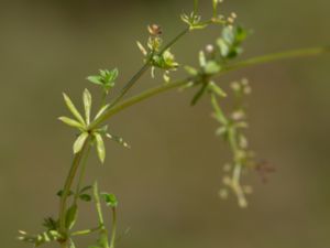 Galium suecicum - Swedish Bedstraw - Backmåra