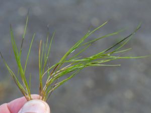 Ruppia maritima - Widgeon-grass - Hårnating