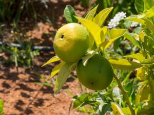 Citrus aurantiifolia - Key Lime - Lime