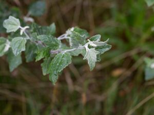 Populus alba - White Poplar - Silverpoppel