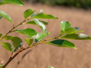 Populus balsamifera - Balsam Poplar - Balsampoppel