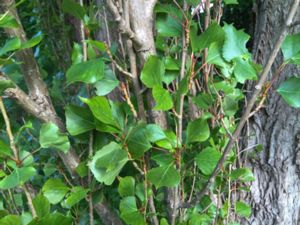 Populus nigra - Black Poplar - Svartpoppel