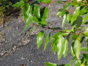Populus trichocarpa - Blck Cottonwood - Jättepoppel