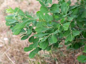 Salix aurita - Eared Willow - Bindvide