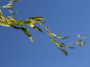 Salix babylonica - Babylon Willow - Tårpil