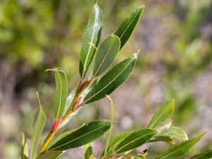 Salix daphnoides - Violet-willow - Daggvide
