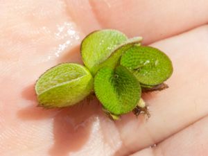 Salvinia auriculata - Eared Watermoss - Öronsimbräken