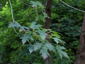 Acer saccharinum - Silver Maple - Silverlönn
