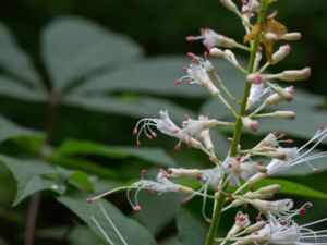 Aesculus parviflora -Dwarf Buckeye - Småblommig hästkastanj