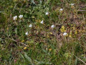 Saxifraga granulata - Meadow Saxifrage - Mandelblomma
