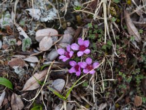Saxifraga oppositifolia - Purple Saxifrage - Purpurbräcka