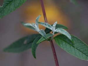 Buddleja davidii - Orange Eye Butterflybush - Syrenbuddleja