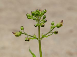 Scrophularia nodosa - Woodland Figwort - Flenört