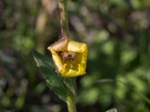 Verbascum blattaria - Moth Mullein - Sommarkungsljus